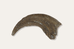 Dryptosaurus Hand Claw